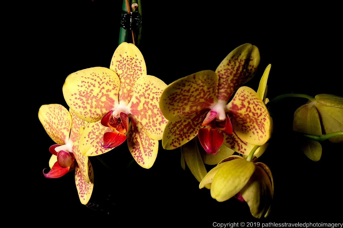 1902_0143a.jpg - Orchid
