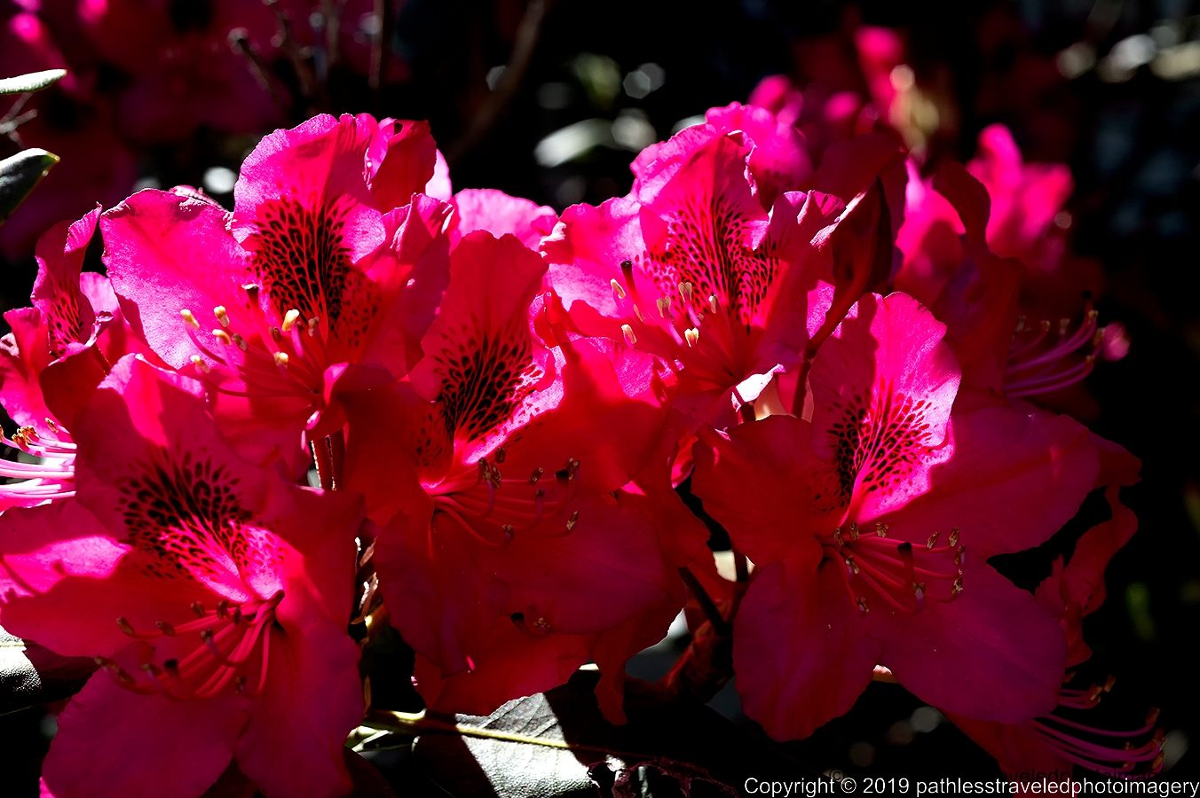 1906_0003a.jpg - Rhododendron