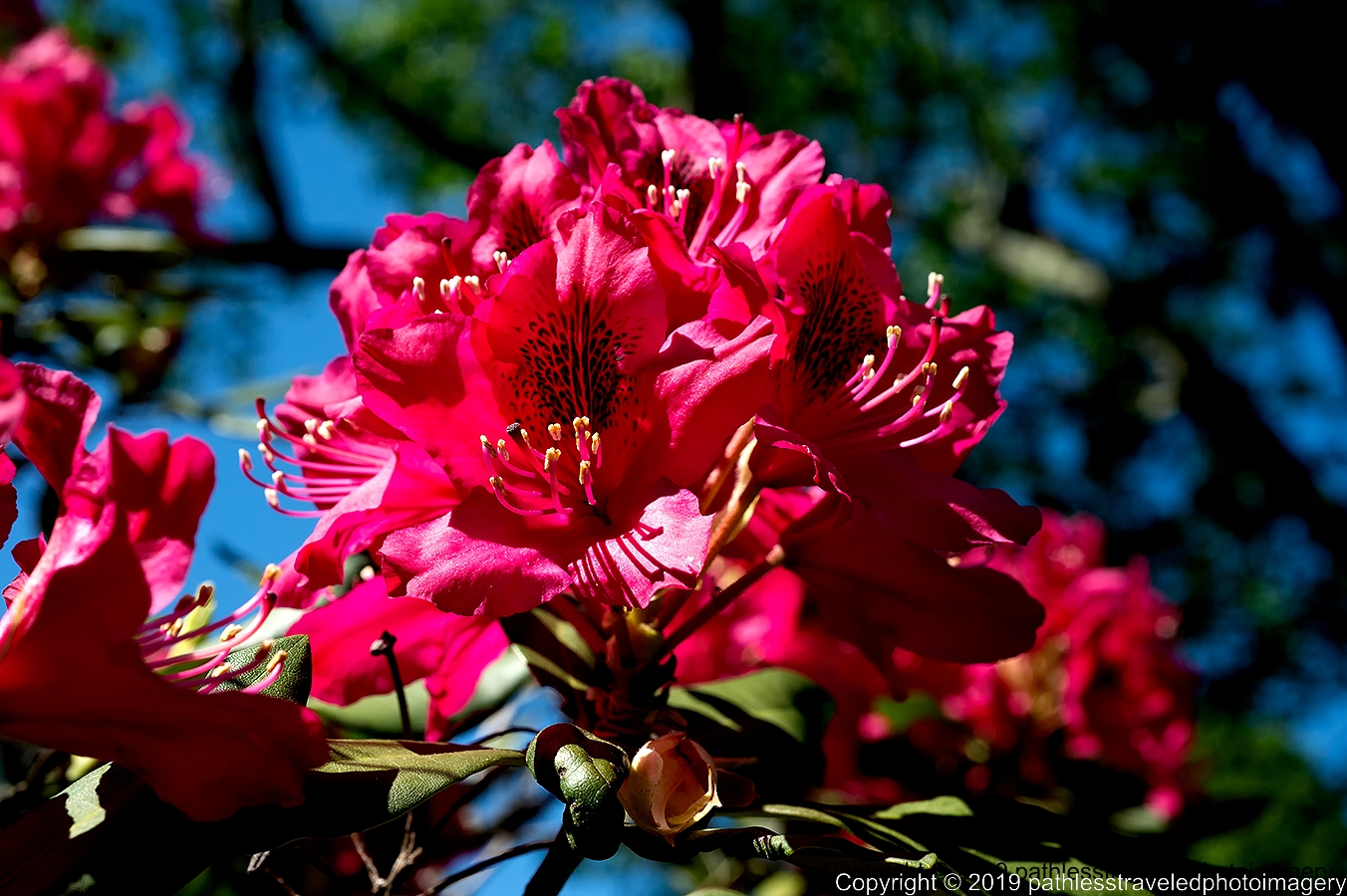 1906_0016a.jpg - Rhododendron