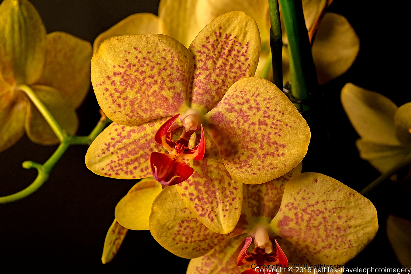 1906_0065a.jpg - Orchid
