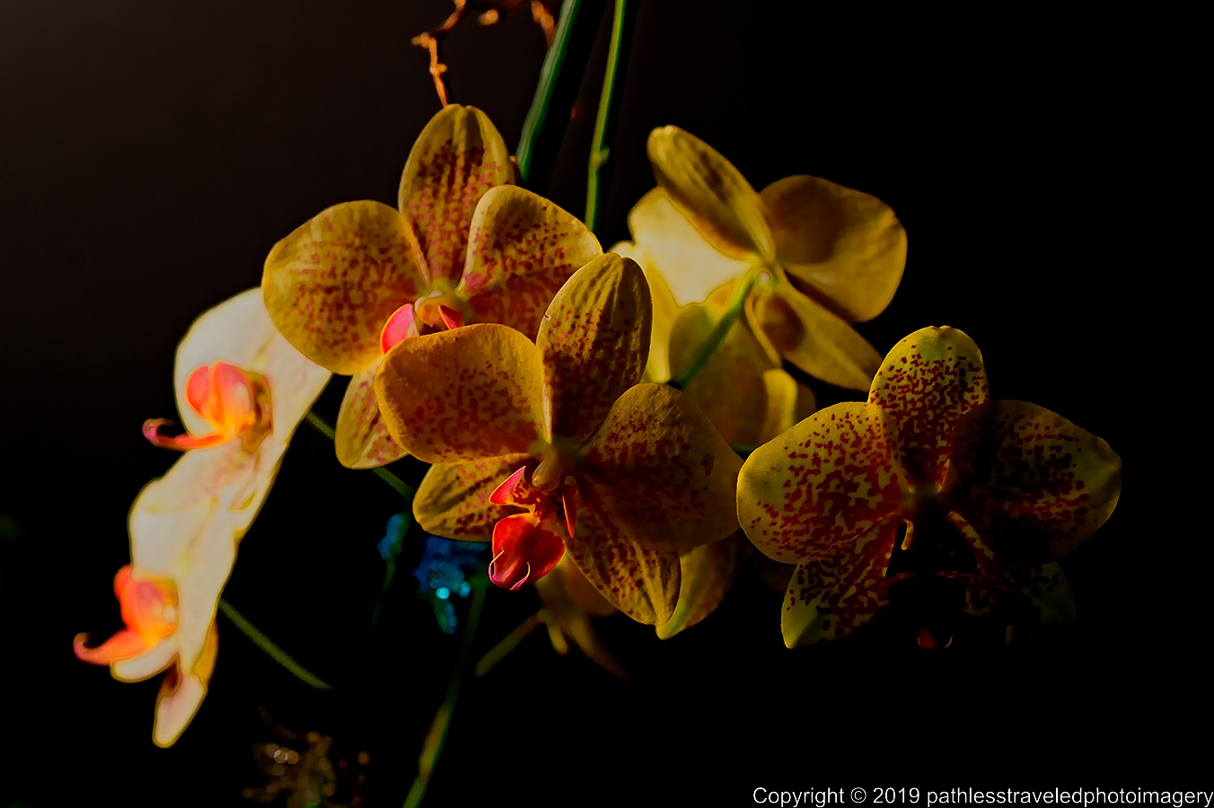 1906_0070a.jpg - Orchid
