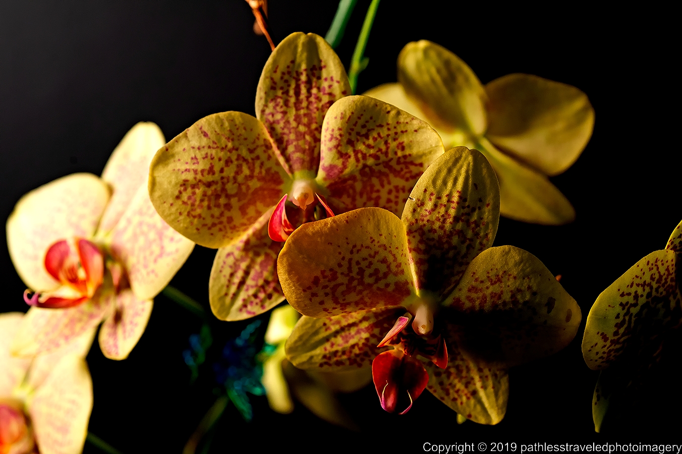 1906_0074a.jpg - Orchid