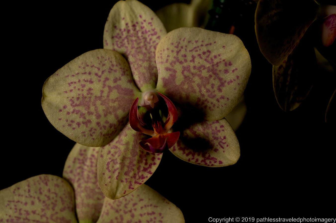 1906_0080a.jpg - Orchid