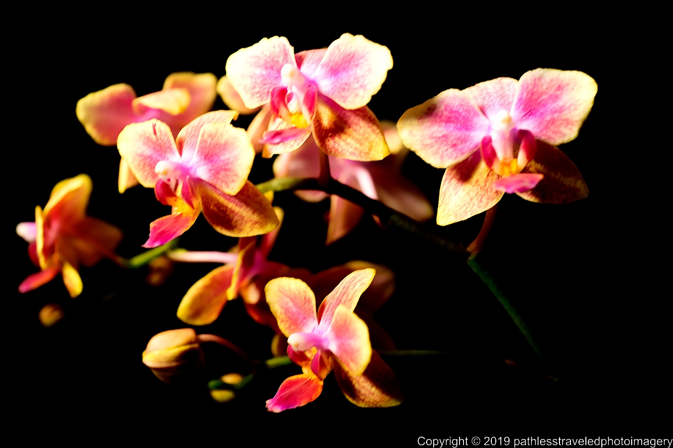 1906_0086a.jpg - Orchid
