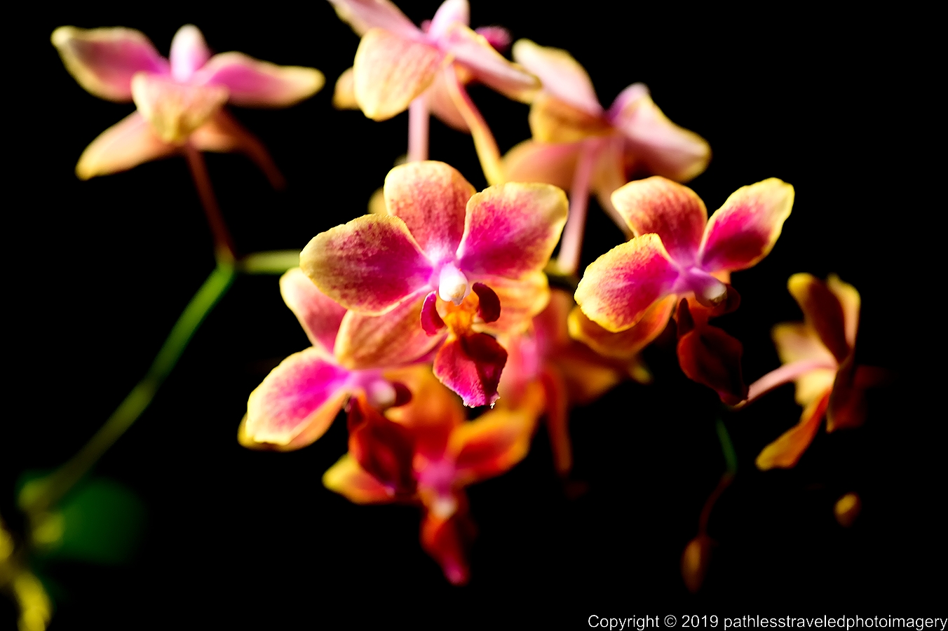 1906_0090a.jpg - Orchid