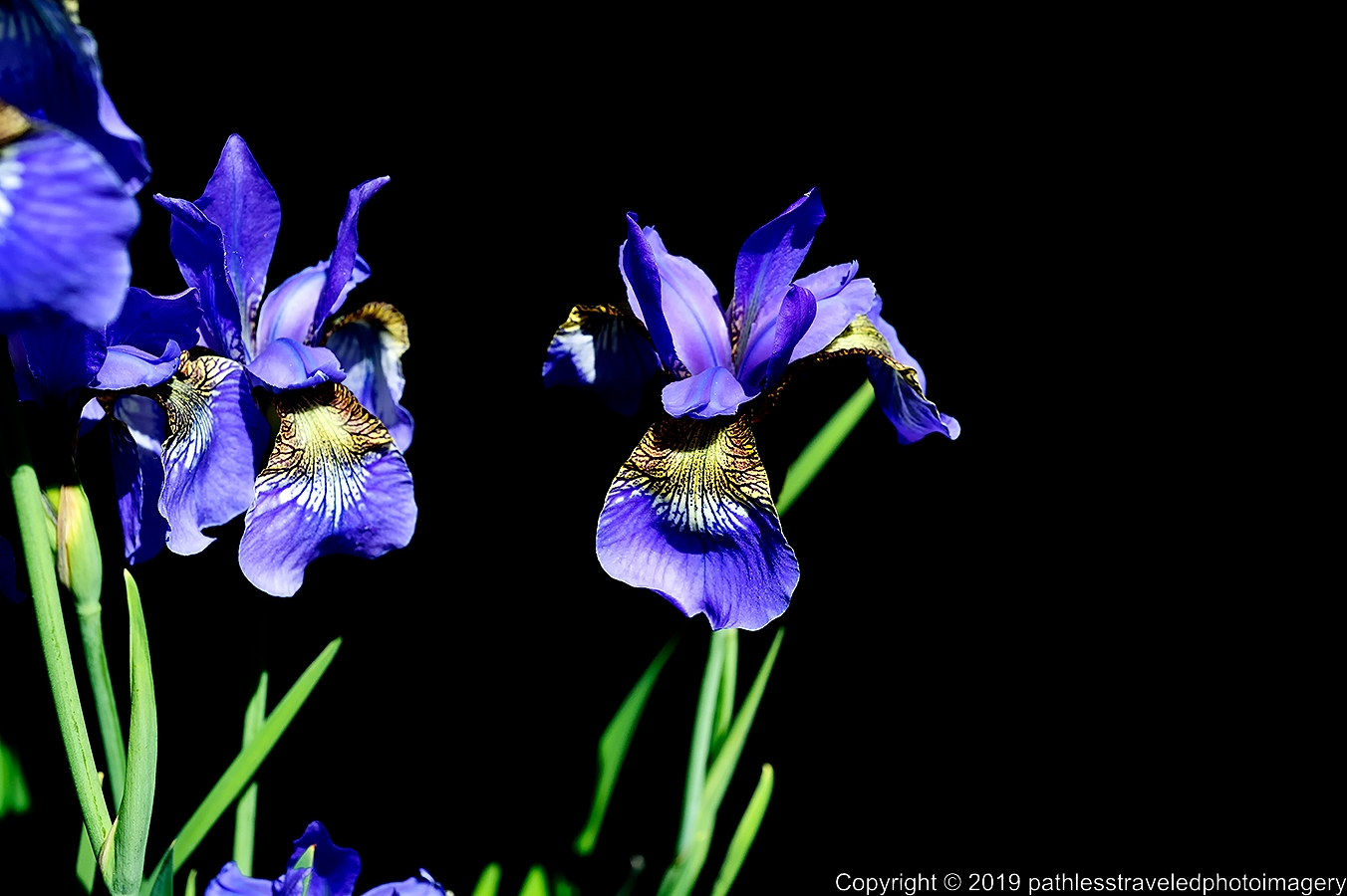1906_0122a.jpg - Iris
