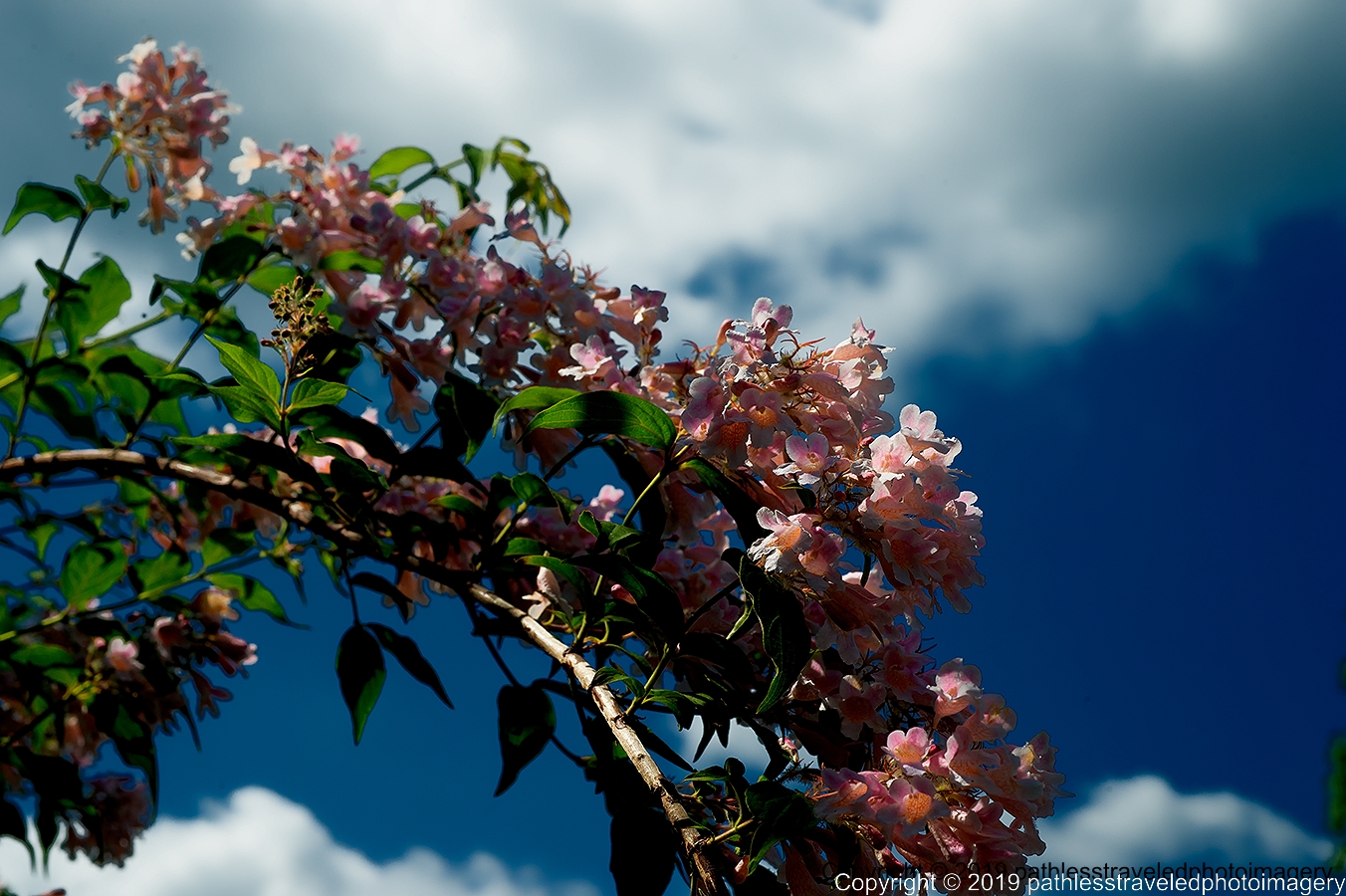 1906_0201a.jpg - Locust Grove Flowering Tree