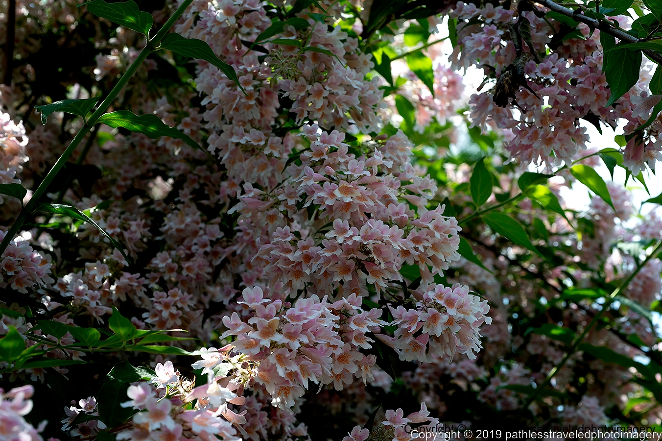 1906_0204a.jpg - Locust Grove Flowering Tree