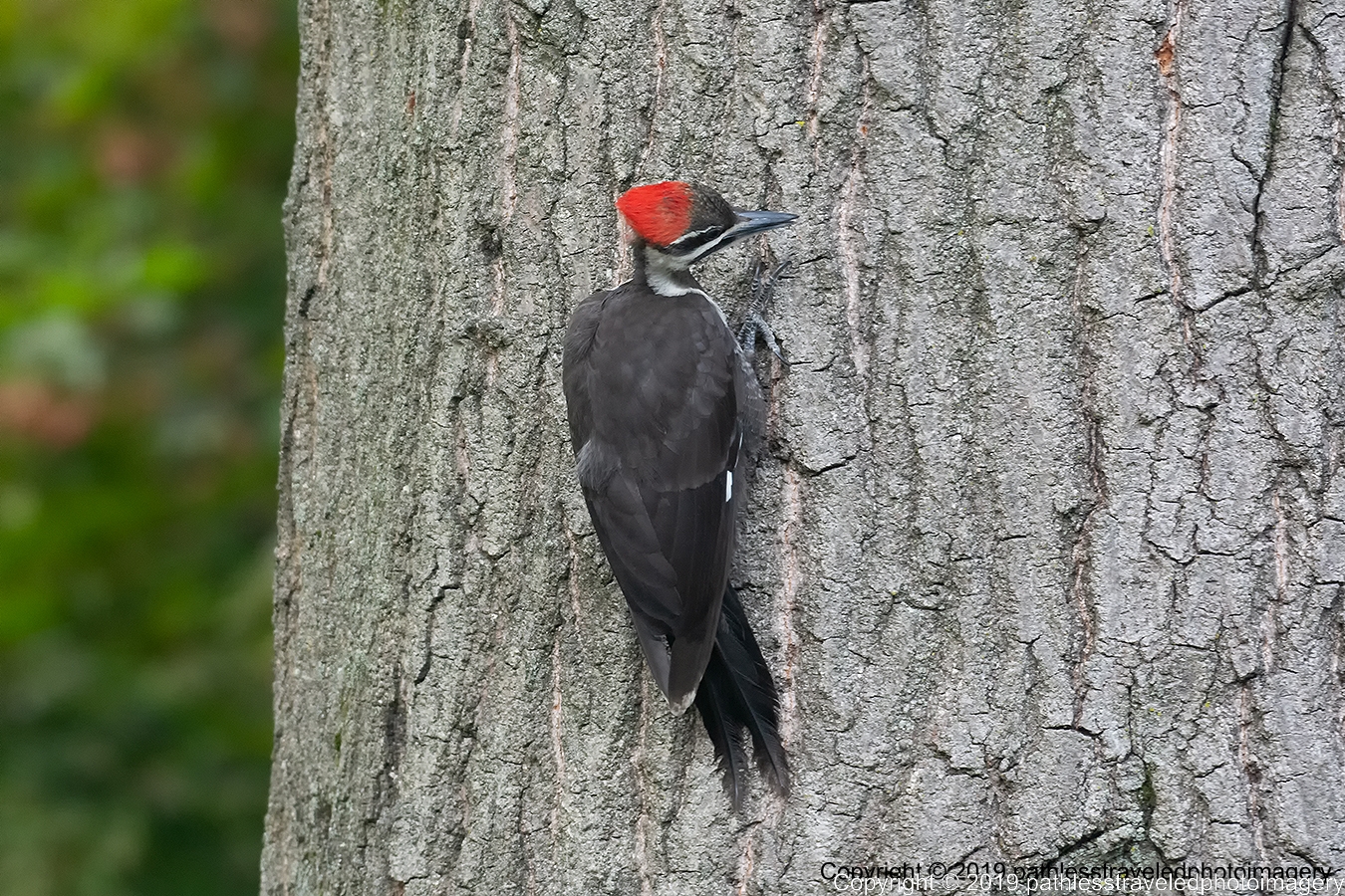 1908_1302a.jpg - Piliated Woodpecker