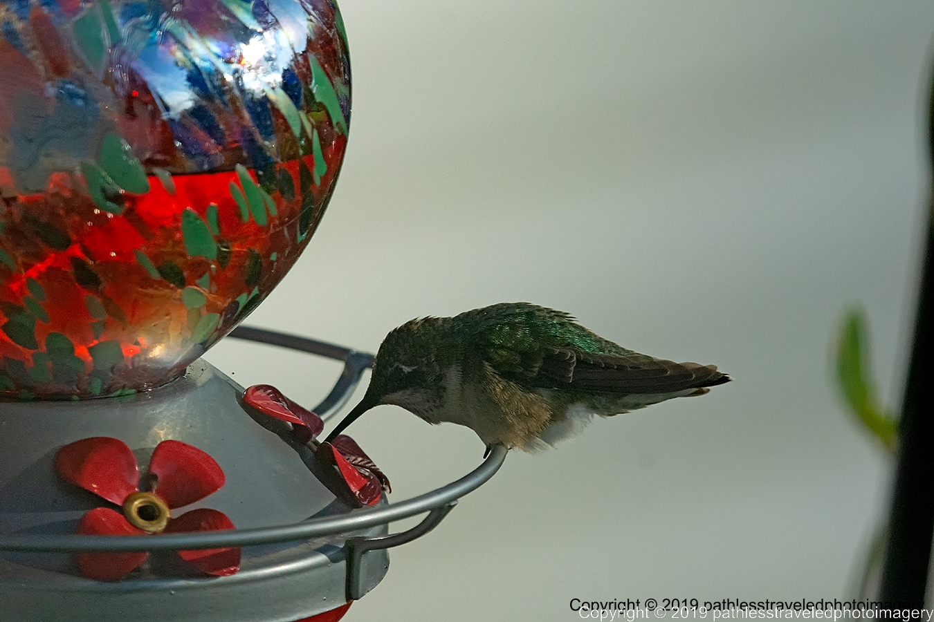 1908_1344a.jpg - Hummingbird