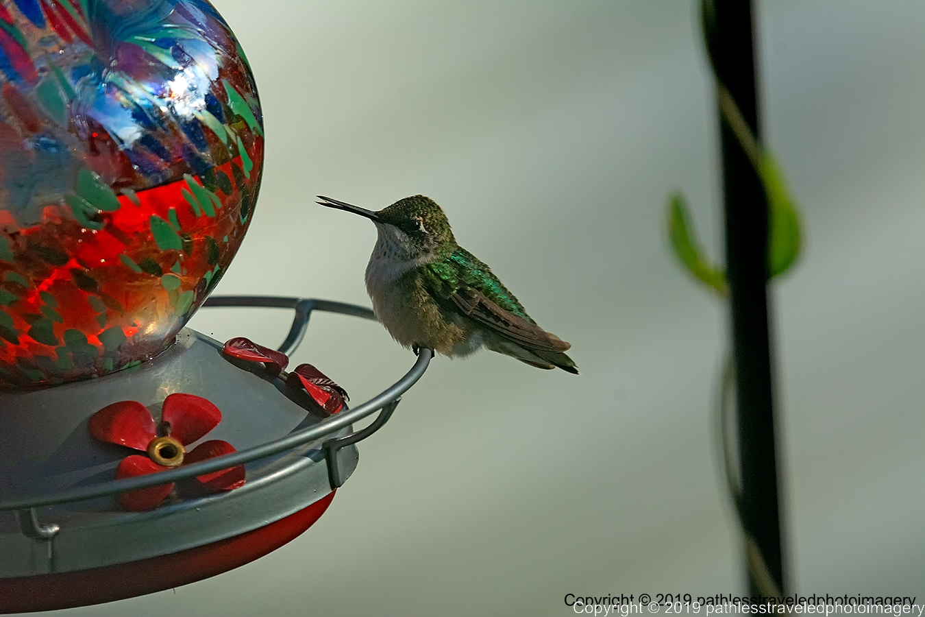 1908_1347a.jpg - Hummingbird