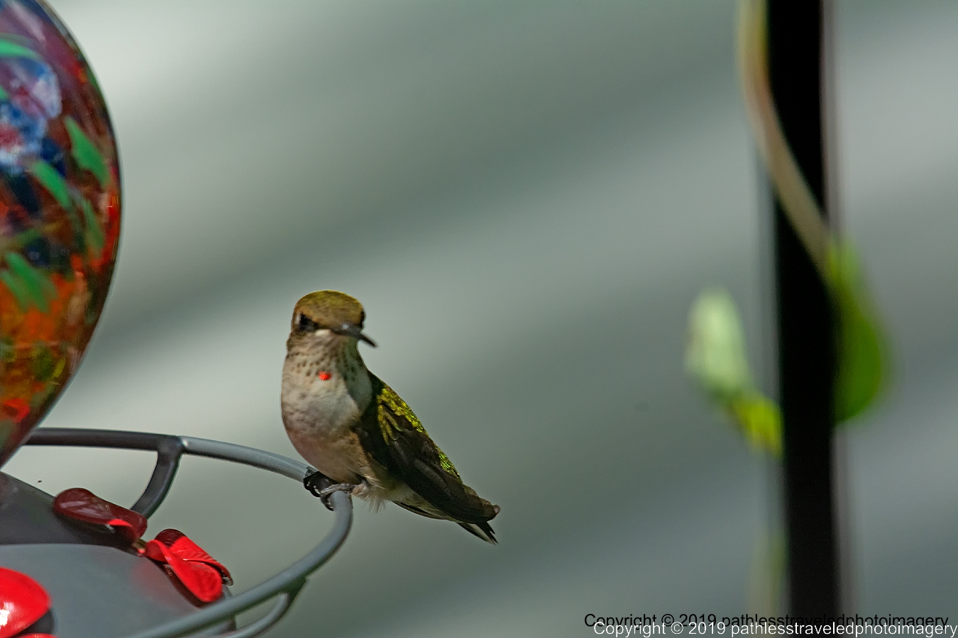 1908_1365a.jpg - Hummingbird