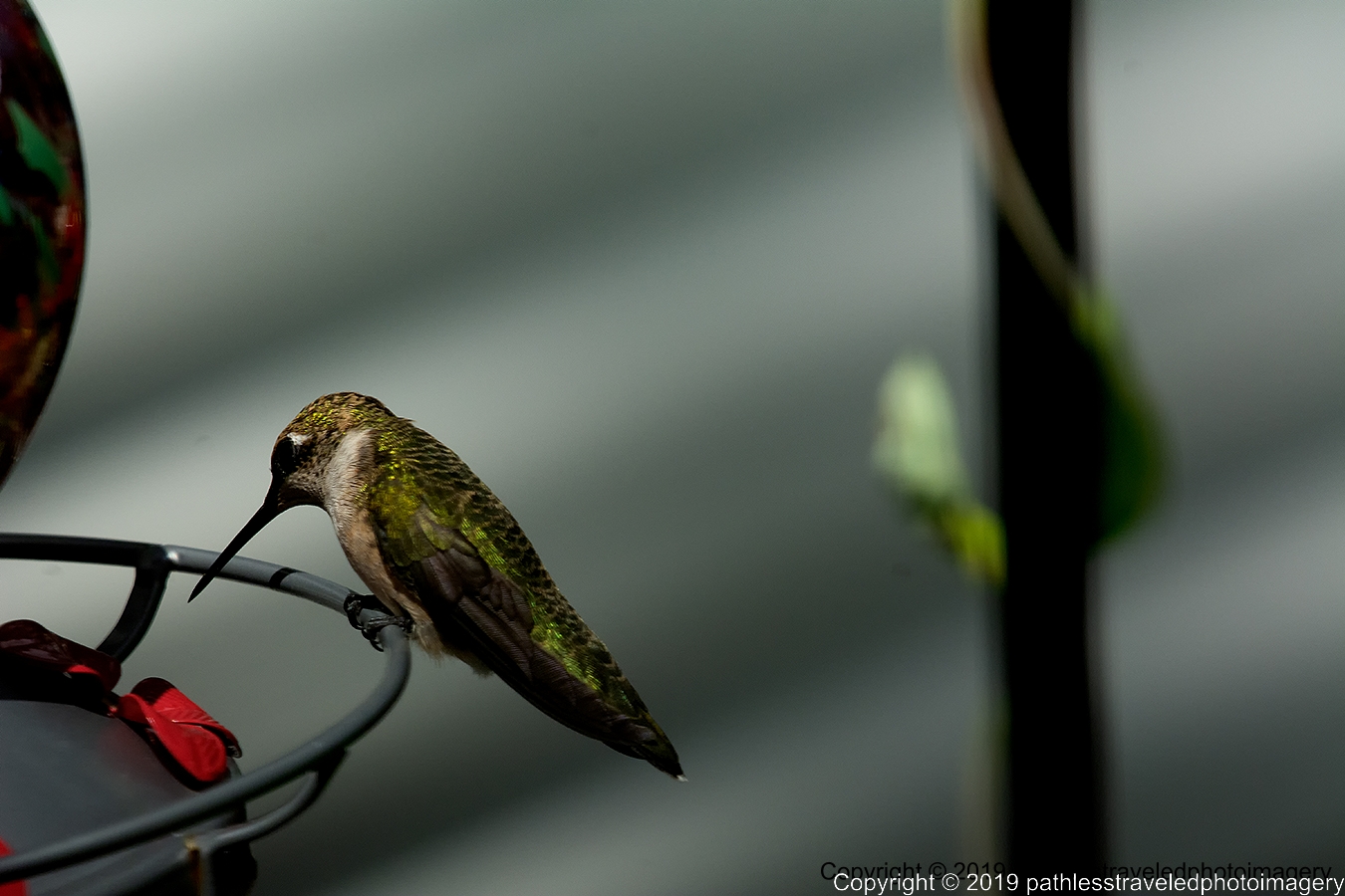 1908_1370a.jpg - Hummingbird