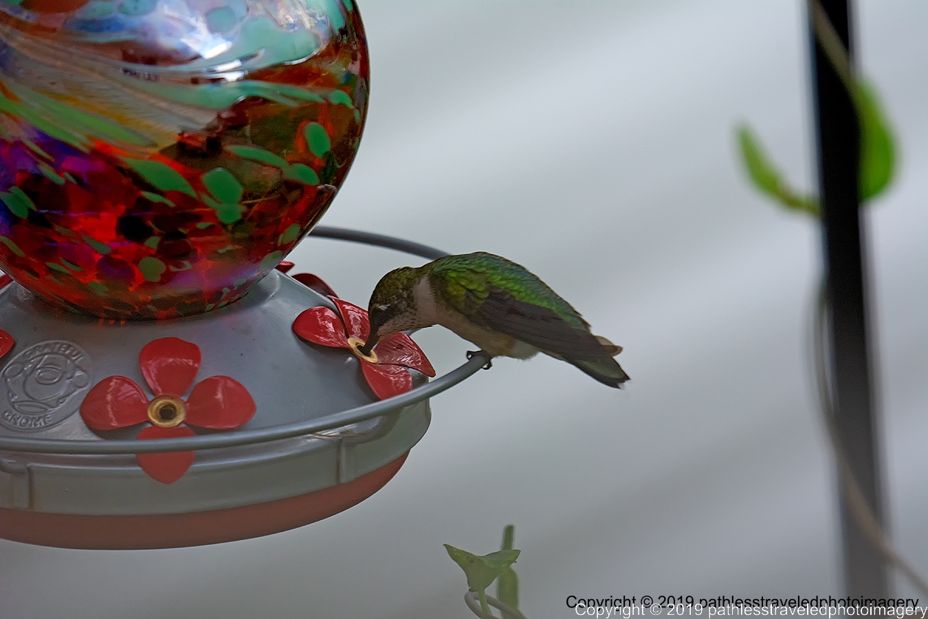 1908_1406a.jpg - Hummingbird