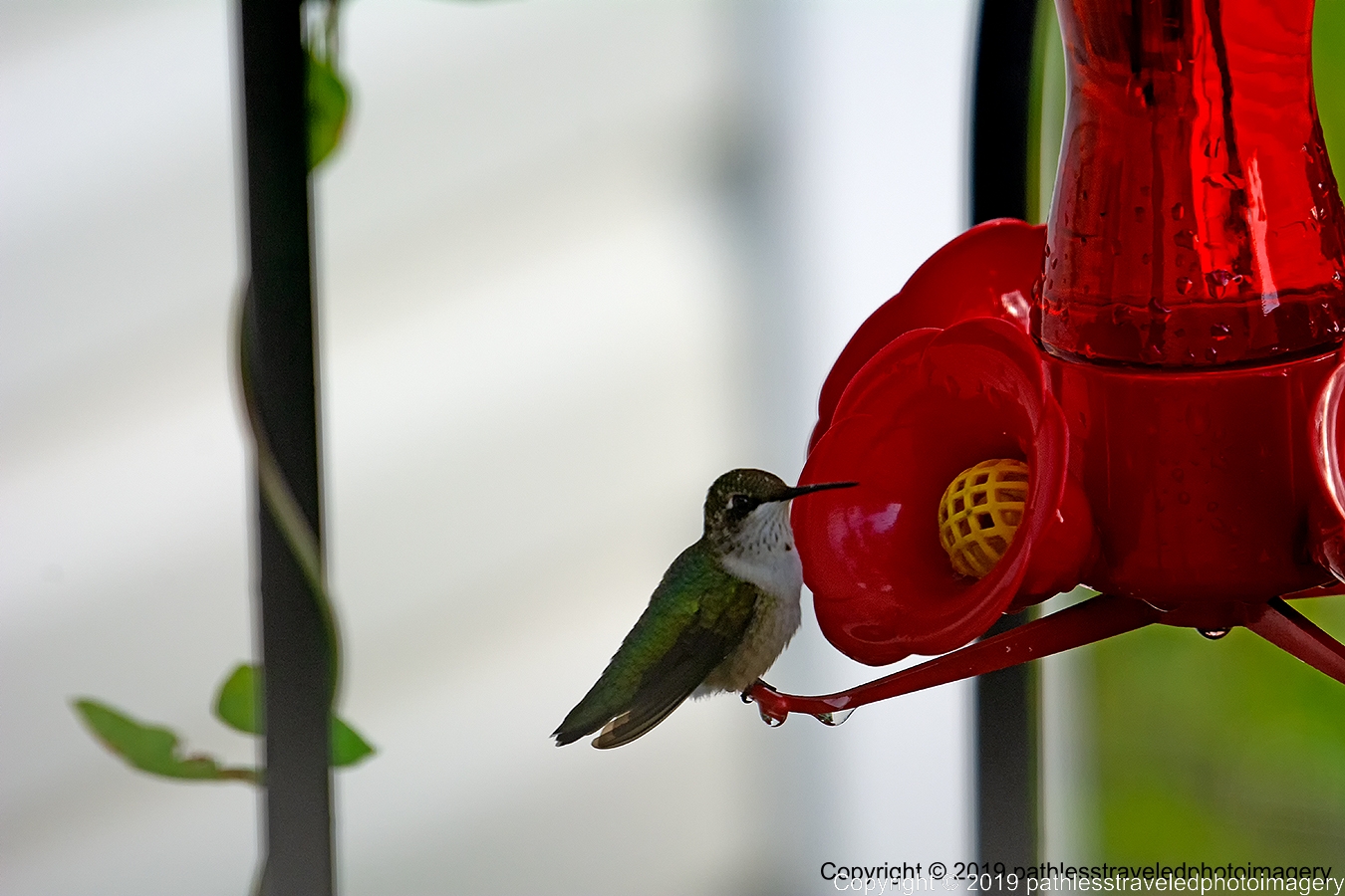 1908_1426a.jpg - Hummingbird
