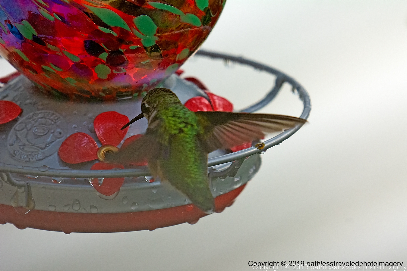 1908_1450a.jpg - Hummingbird