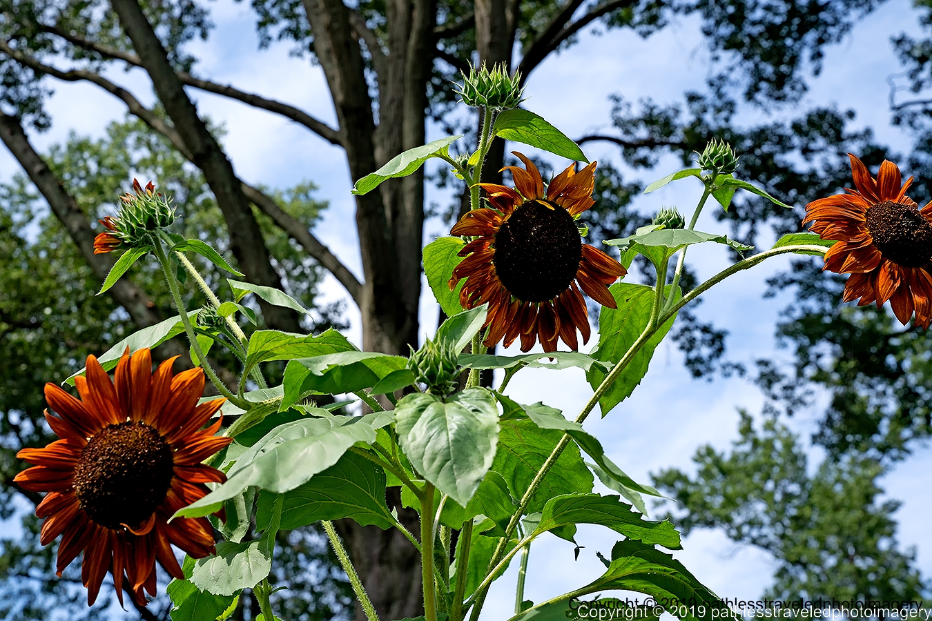 1908_1469a.jpg - Sunflower