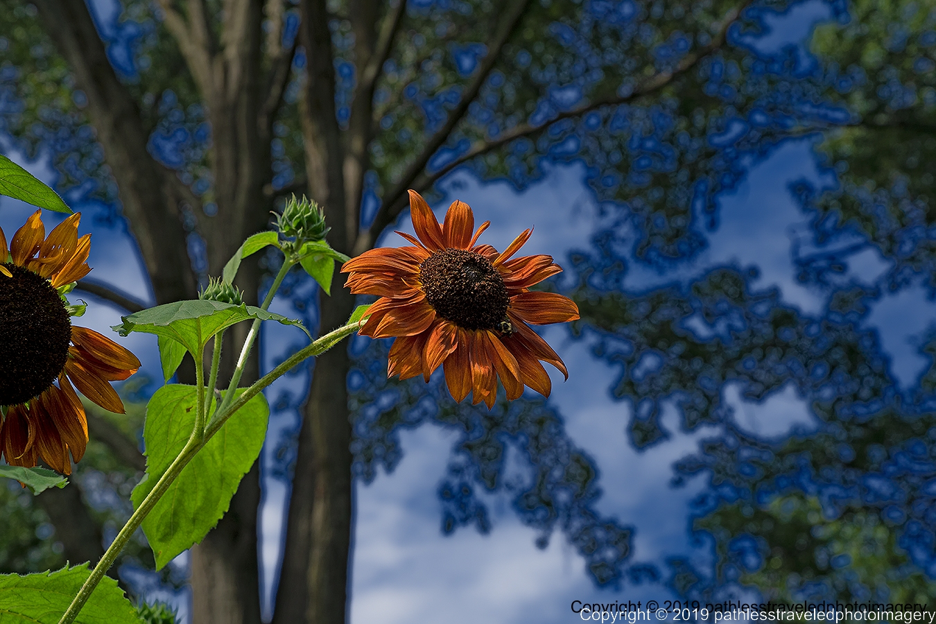 1908_1474a.jpg - Sunflower