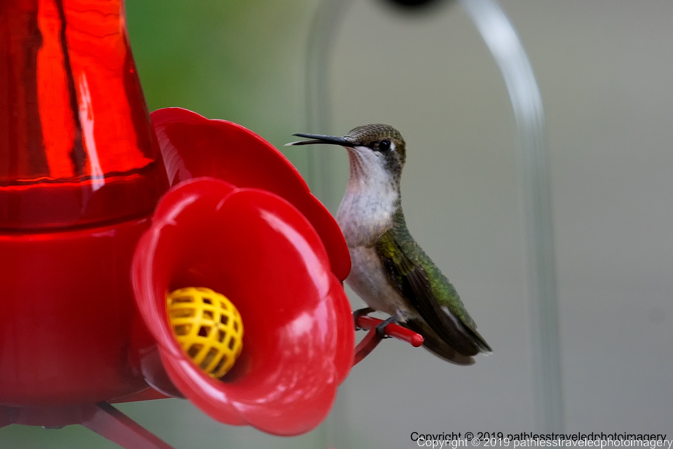 1908_1537a.jpg - Hummingbird