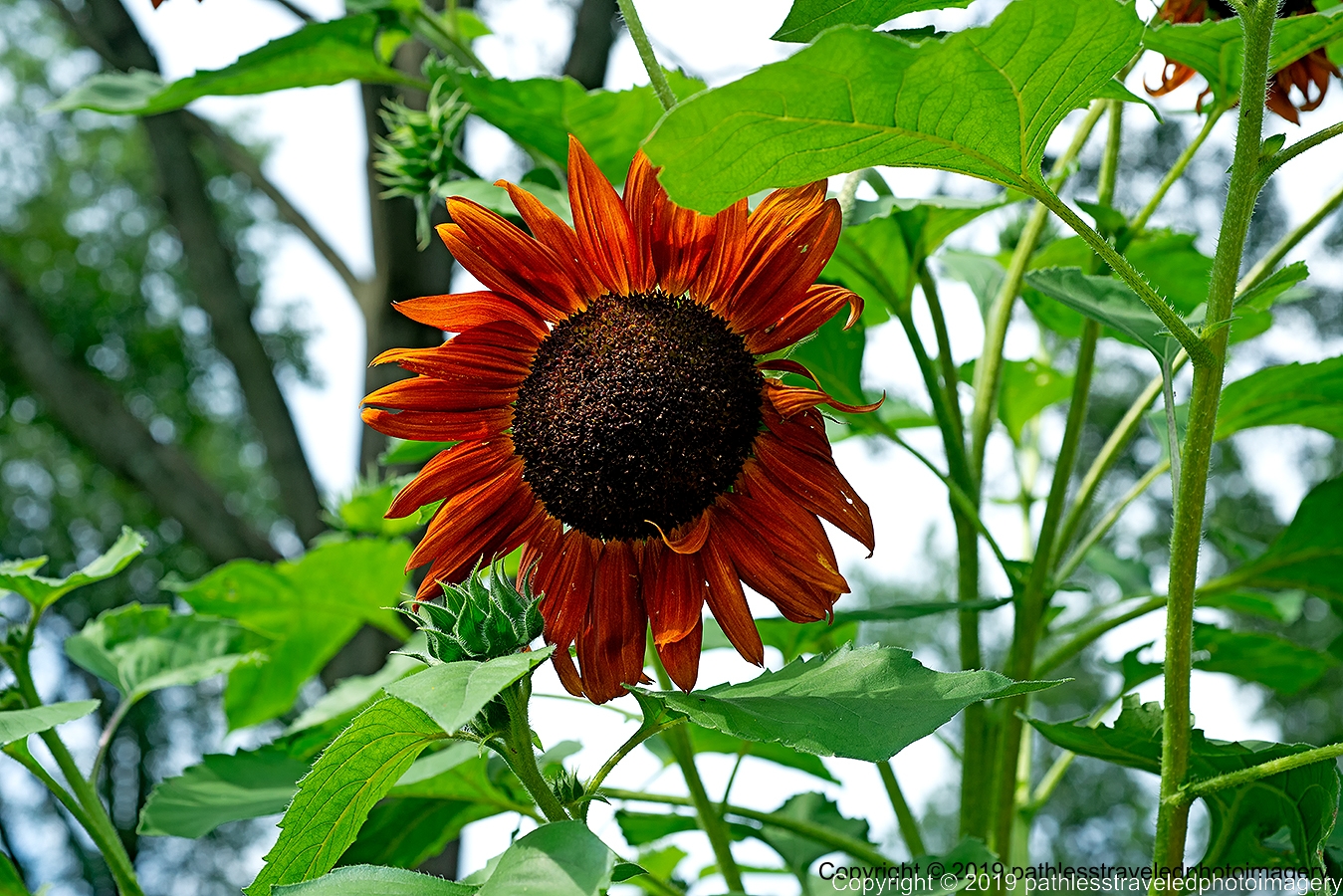 1908_1560a.jpg - Sunflower