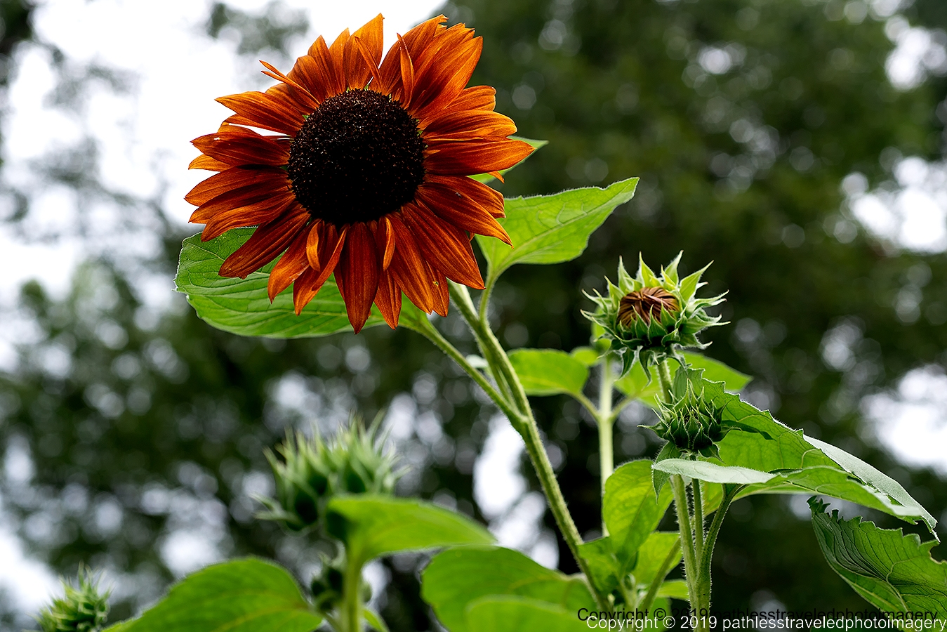 1908_1629a.jpg - Sunflower