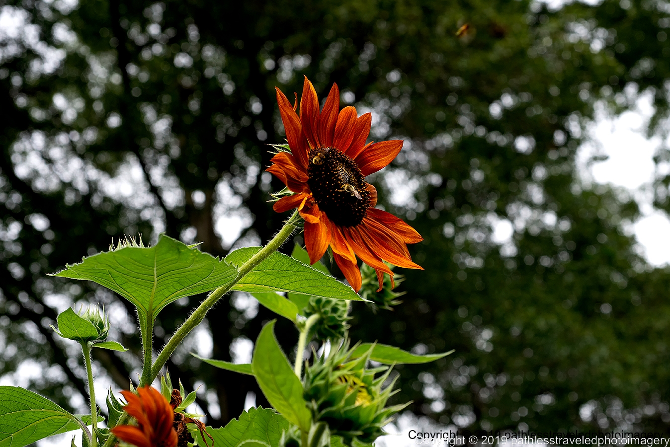 1908_1640a.jpg - Sunflower