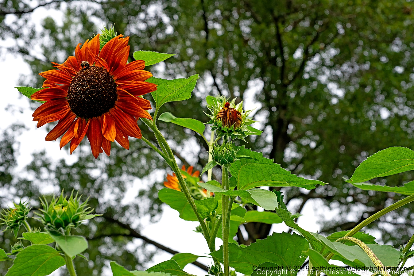 1908_1645a.jpg - Sunflower