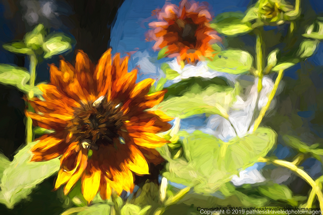 1908_1662TopazMoneta.jpg - Sunflower