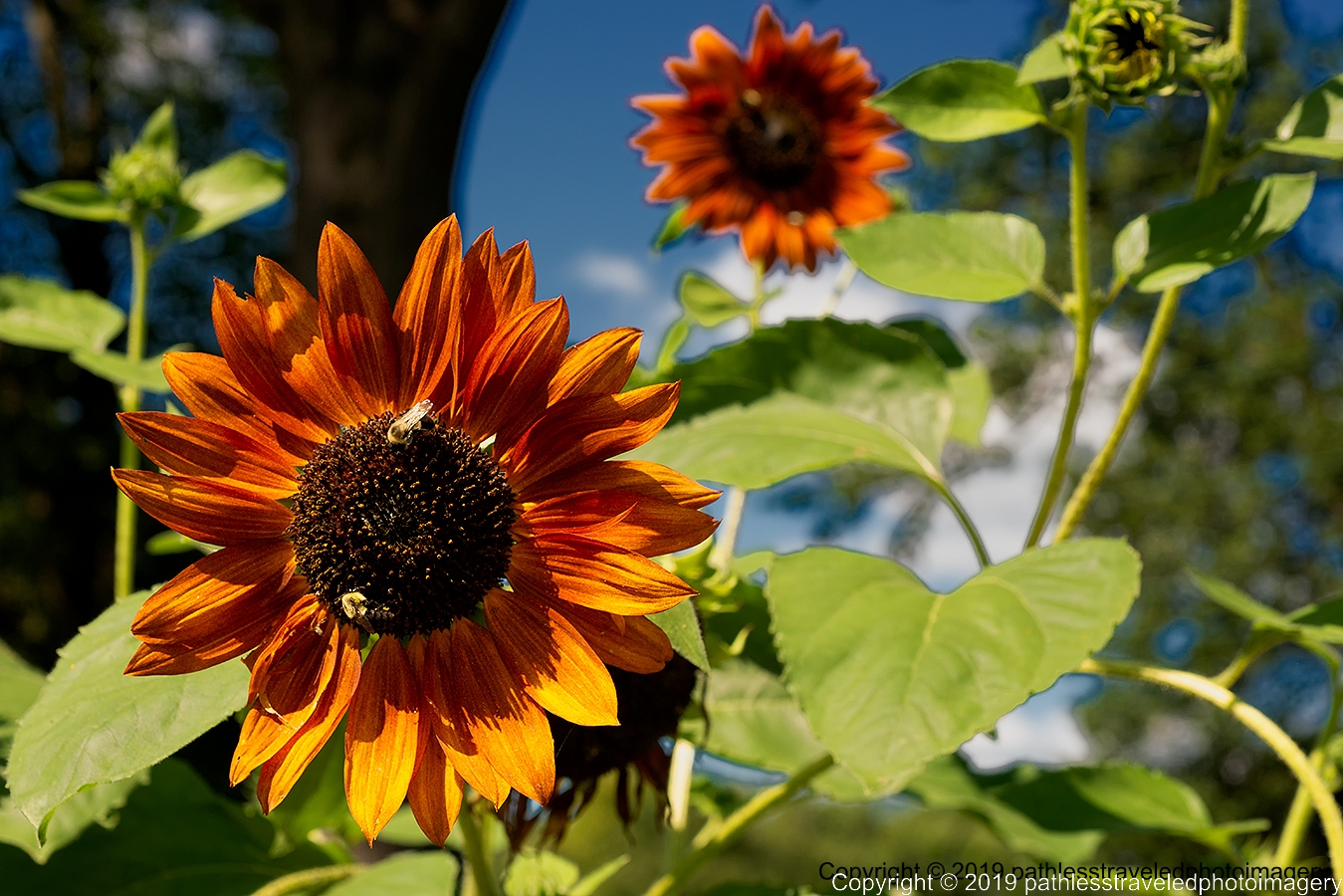 1908_1662a.jpg - Sunflower