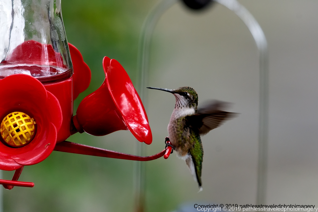 1908_2023a.jpg - Hummingbird