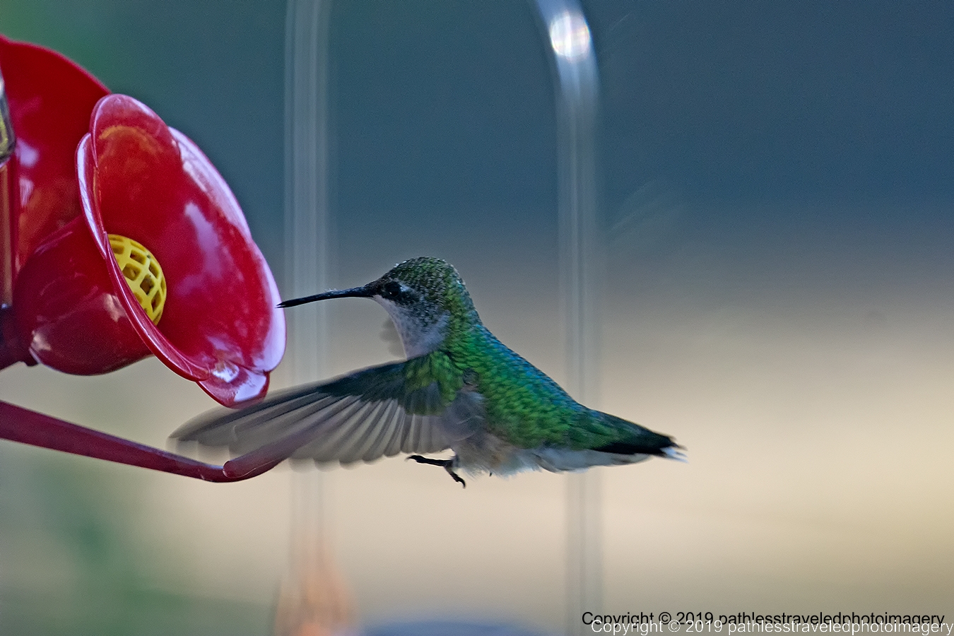 1908_2042a.jpg - Hummingbird