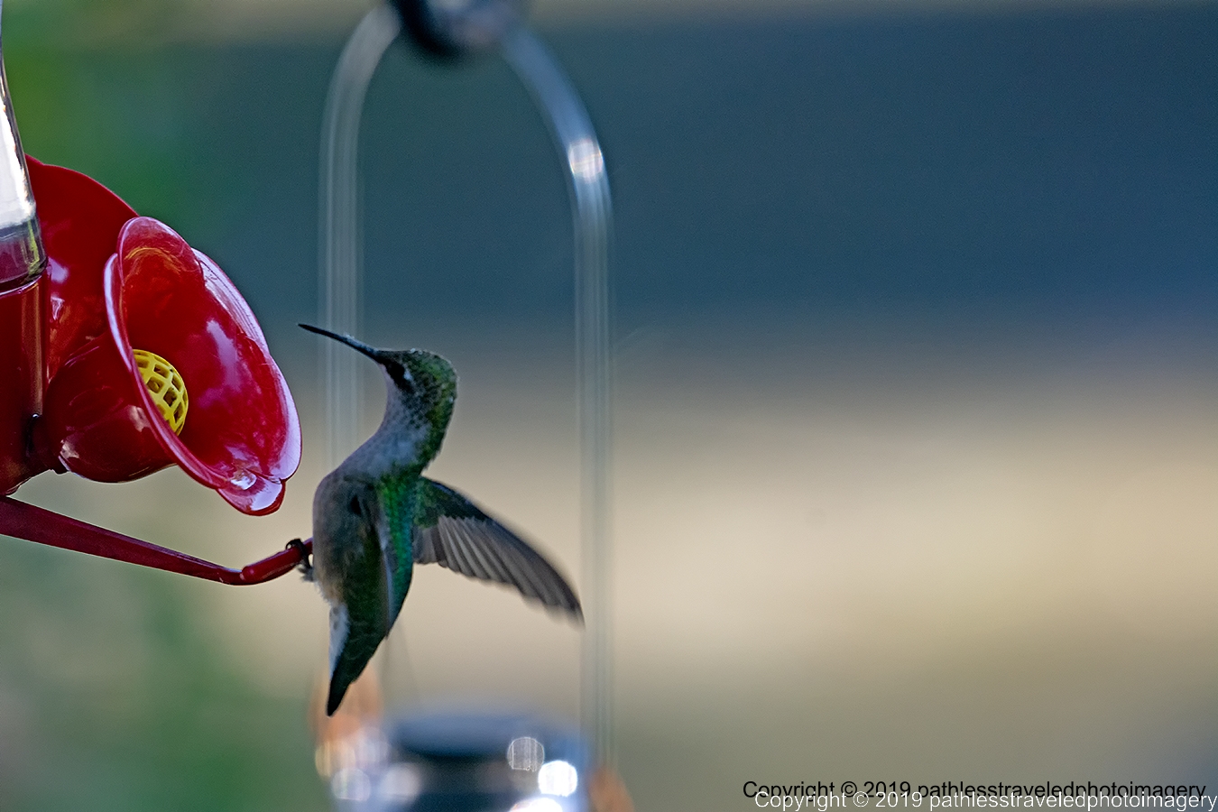 1908_2051a.jpg - Hummingbird
