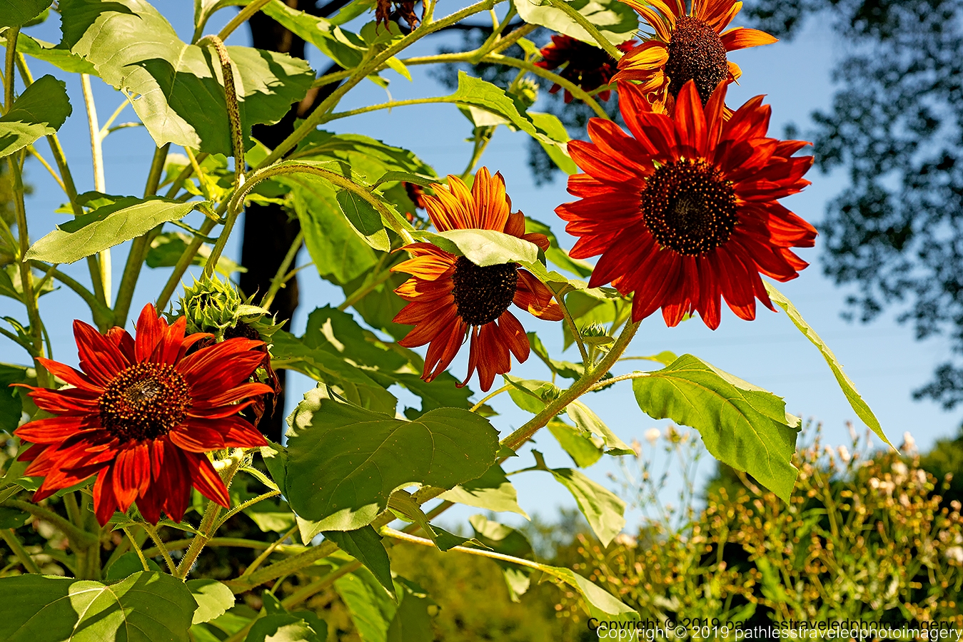 1908_2090a.jpg - Sunflower