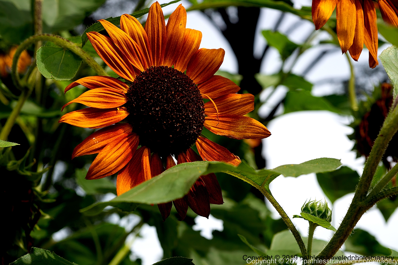 1908_2143a.jpg - Sunflower